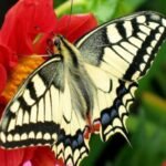 Profile picture of Butterfly